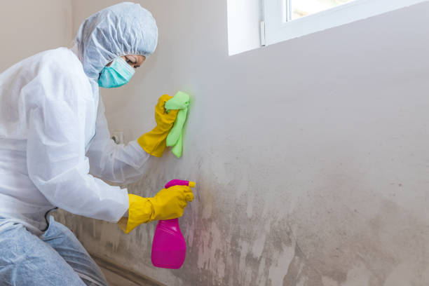 Best Mold Documentation for Insurance Claims in Latham, NY